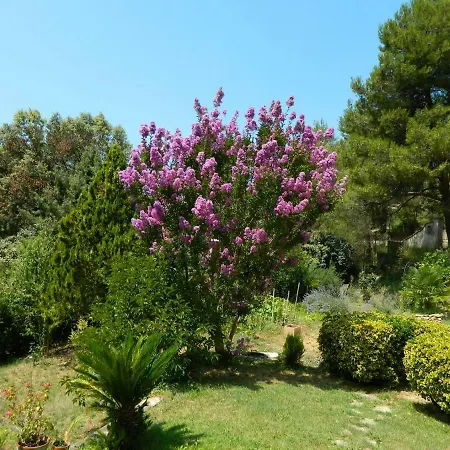 Millettia * Peyrolles-en-Provence
